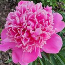 Paeonia lactiflora Général Bertrand