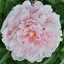 Paeonia lactiflora Germaine Bigot