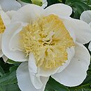Paeonia lactiflora Gold Standard