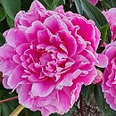Paeonia lactiflora Good's Dream