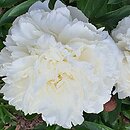 Paeonia lactiflora Henry Sass