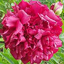 Paeonia lactiflora Highlight