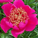 Paeonia lactiflora Hit Parade
