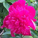 Paeonia lactiflora Inspecteur Lavergne