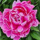 Paeonia lactiflora Jadwiga