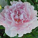 Paeonia lactiflora James Pillow