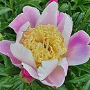 Paeonia lactiflora Kabata