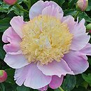 Paeonia lactiflora Kinsui