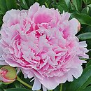 Paeonia lactiflora Koningin Wilhelmina