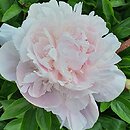 Paeonia lactiflora La Perle