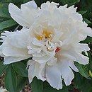 Paeonia lactiflora La Rosiere