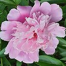 Paeonia lactiflora La Voluptueuse