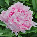 Paeonia lactiflora Lady Alexandra Duff