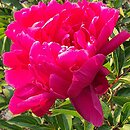 Paeonia lactiflora Louis van Houtte
