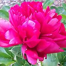 Paeonia lactiflora Lowell Thomas