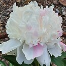 Paeonia lactiflora Mandaleen