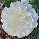 Paeonia lactiflora Marie Lemoine