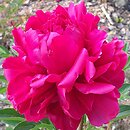 Paeonia lactiflora Mary Brand