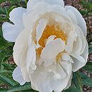 Paeonia lactiflora Mary L.