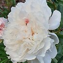 Paeonia lactiflora Mlle Leonie Calot
