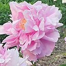 Paeonia lactiflora Mme Ducel
