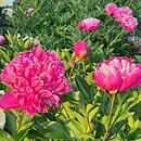 Paeonia lactiflora Modeste Guérin