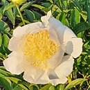 Paeonia lactiflora Moon of Nippon
