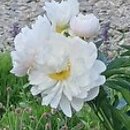Paeonia lactiflora Nanette