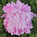 Paeonia lactiflora Mme Emile Debatene