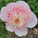 Paeonia lactiflora Zhemchuzhnaya Rossyp
