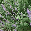 Nepeta ×faassenii Six Hills Giant