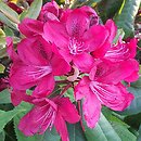 Rhododendron hort. Moser's Maroon