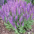Salvia nemorosa Sensation Medium Deep Blue