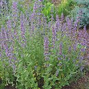 Nepeta Poseidon
