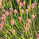 Allium schoenoprasum Diva