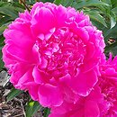 Paeonia lactiflora Hania