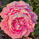 Paeonia lactiflora Ursynów