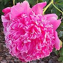 Paeonia lactiflora Barbara