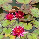 Nymphaea hort. Château le Rouge