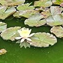 Nymphaea hort. Chromatella