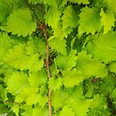 Ulmus ×hollandica Wredei