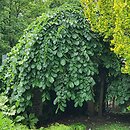 Ulmus glabra Pendula