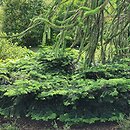 Abies amabilis Spreading Star