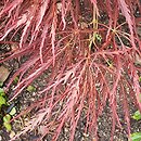Acer palmatum Dissectum Ornatum