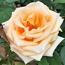 Rosa hort. Nette Ingeborg