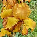 Iris hort. Gay Lights