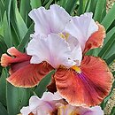 Iris hort. Latin Hideaway