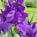 Iris hort. Matinata