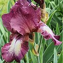 Iris hort. Bazaar