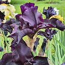 Iris hort. Before The Storm